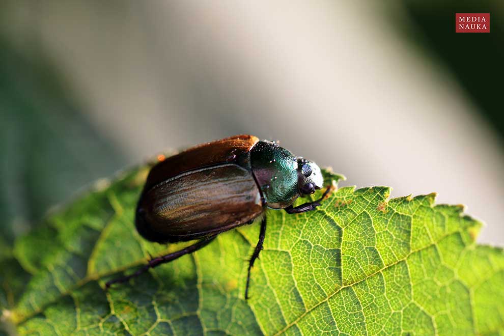 nierówienka listnik (Anomala dubia)