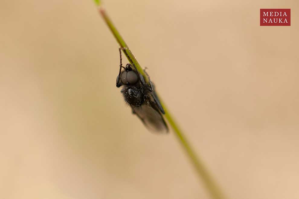 leń jesienny (Bibio clavipes)