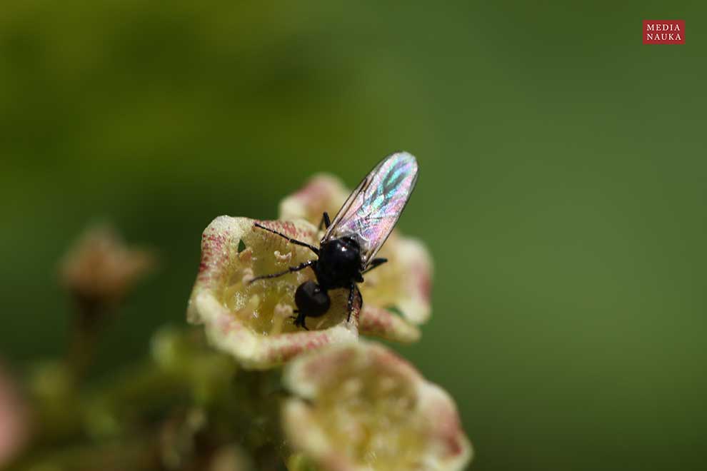 leń jesienny (Bibio clavipes)