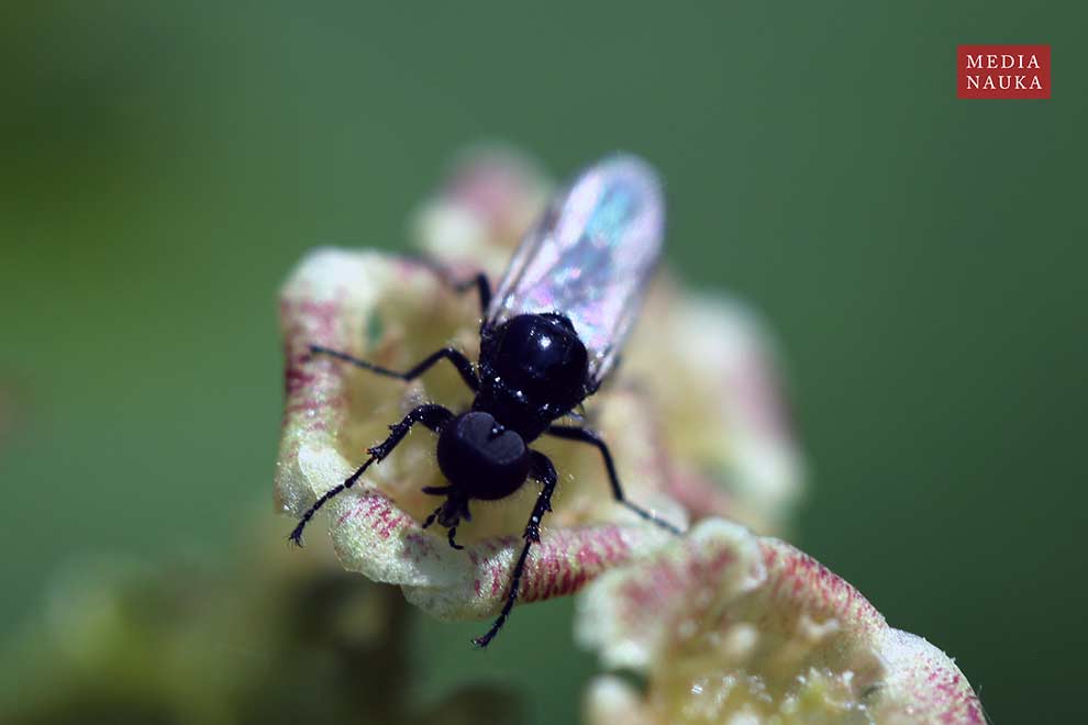 leń jesienny (Bibio clavipes)