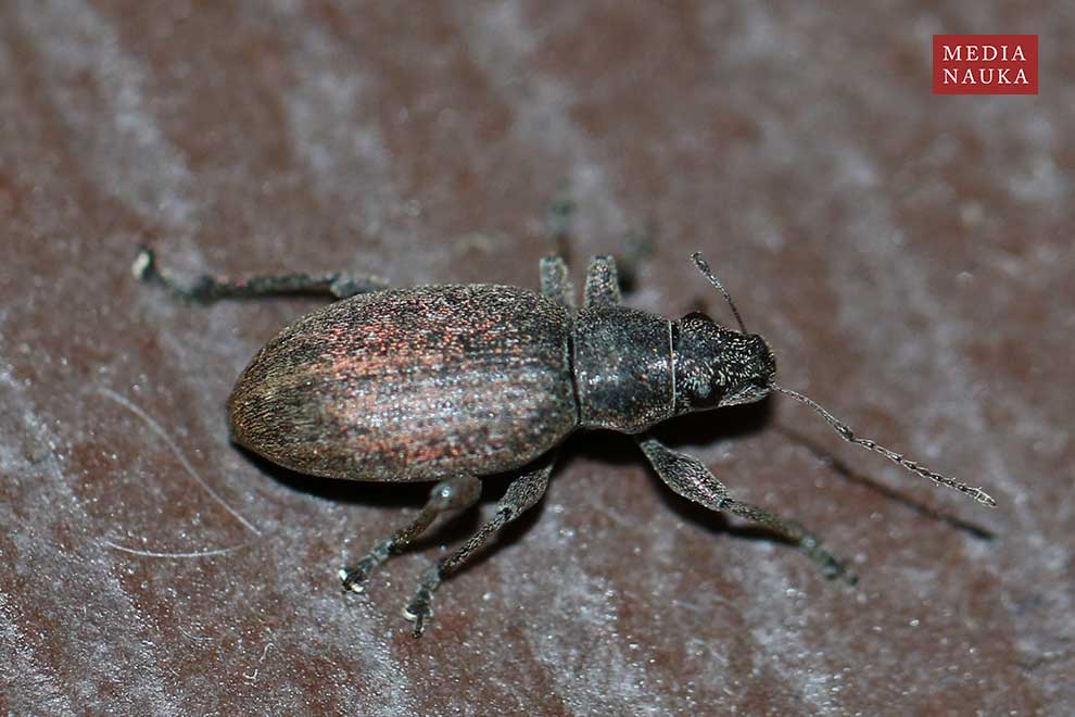 choinek szary (Brachyderes incanus)