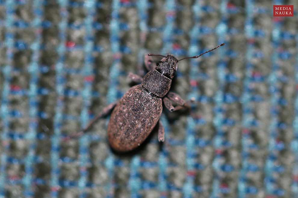 choinek szary (Brachyderes incanus)
