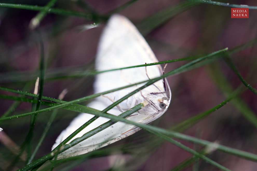 ciemnokres wierzbowiec (Cabera pusaria)