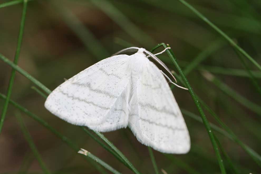 ciemnokres wierzbowiec (Cabera pusaria)