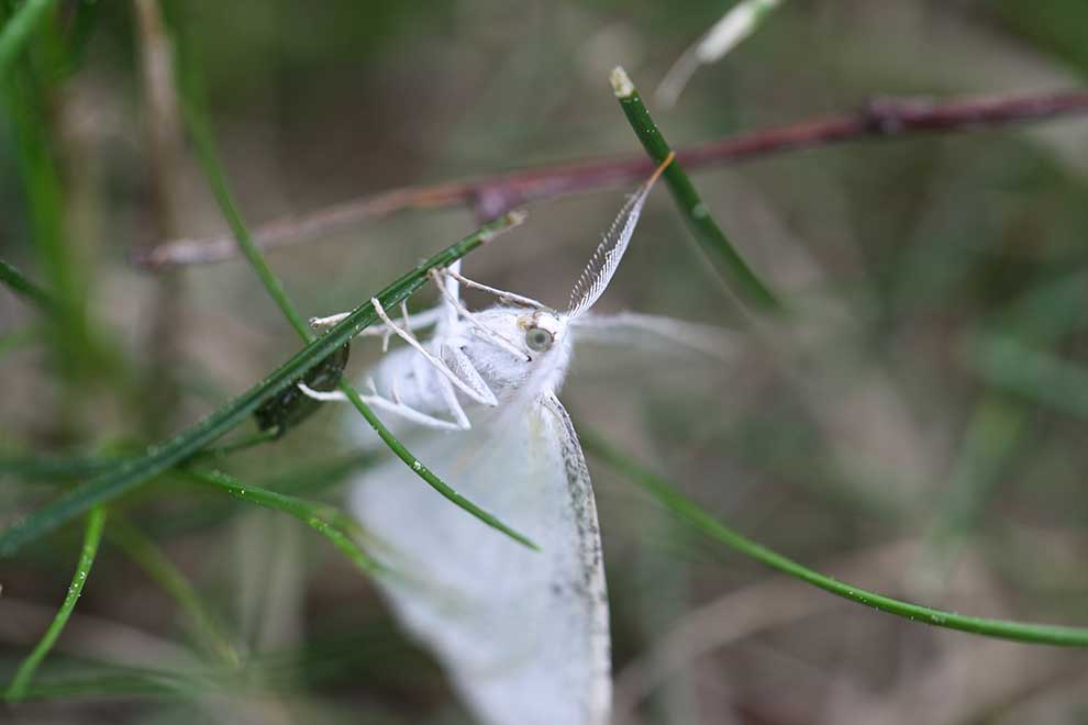 ciemnokres wierzbowiec (Cabera pusaria)