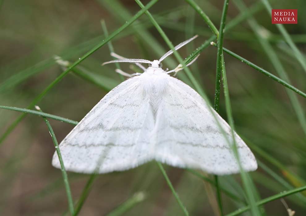 ciemnokres wierzbowiec (Cabera pusaria)