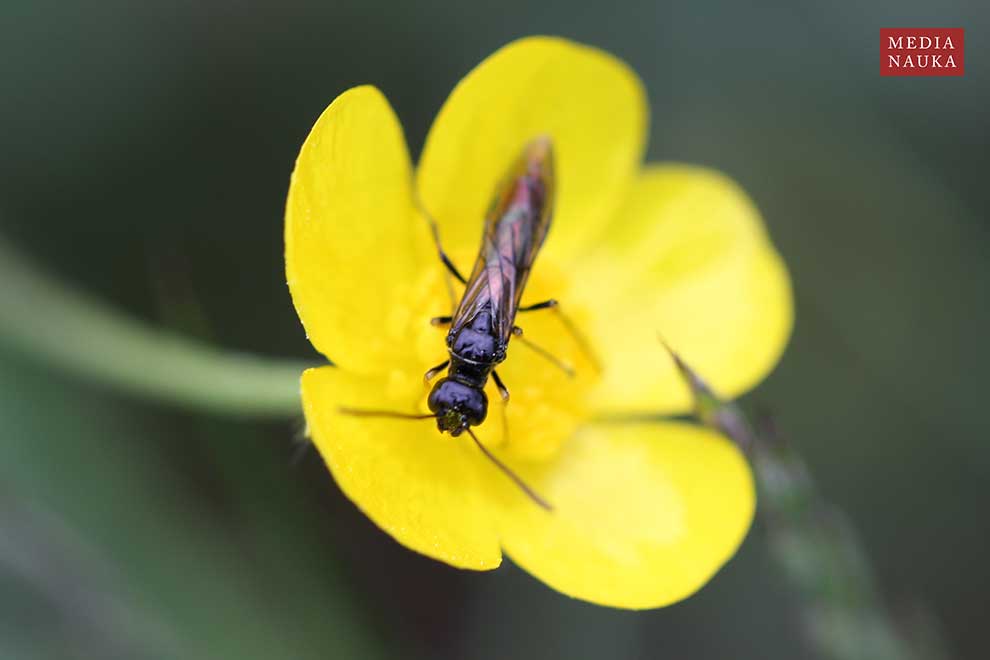 Calameuta filiformis