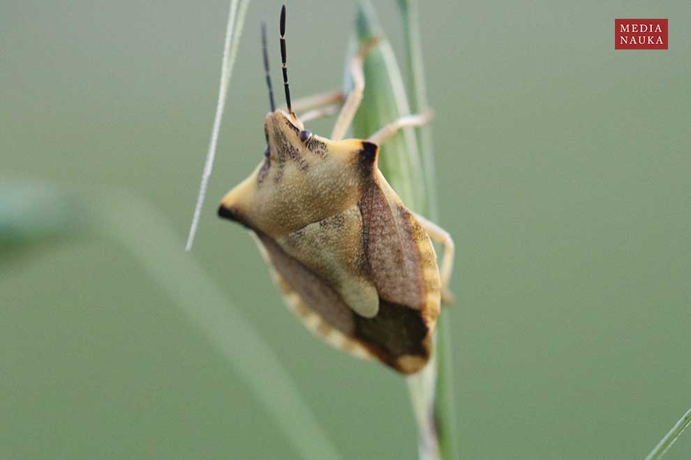 barczyniec owocowy, borczyniec owocowy (Carpocoris fuscispinus)
