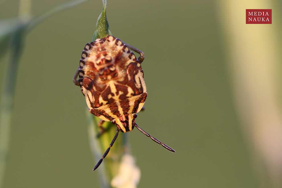 borczyniec południowy (Carpocoris purpureipennis)