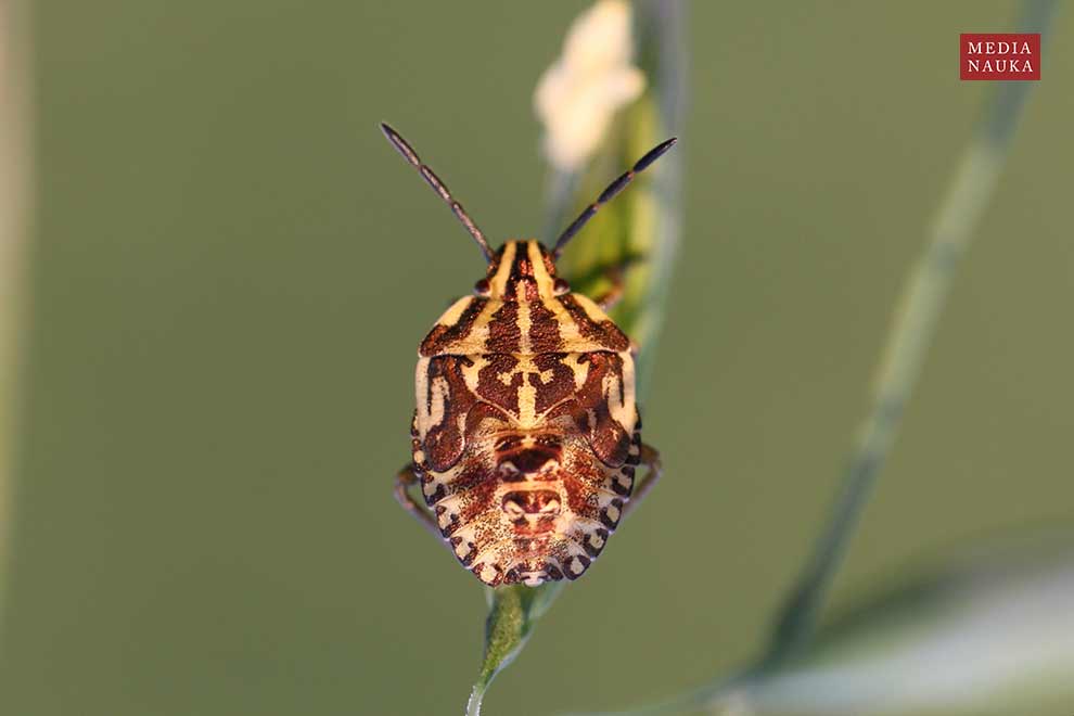 borczyniec południowy (Carpocoris purpureipennis)