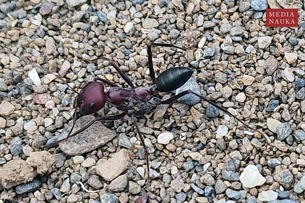 Cataglyphis nodus