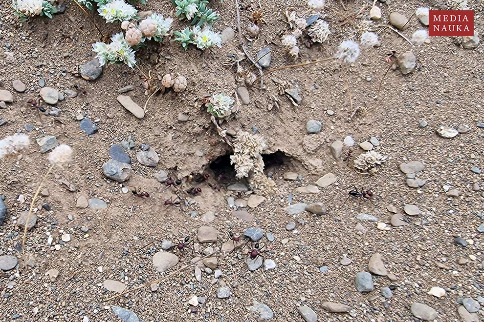 Cataglyphis nodus