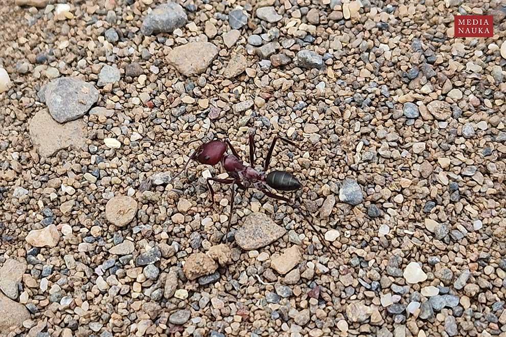 Cataglyphis nodus