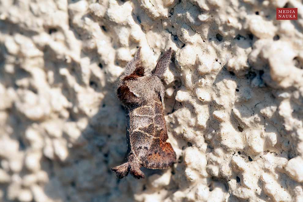 wzjeżka rokitnica (Clostera anachoreta)
