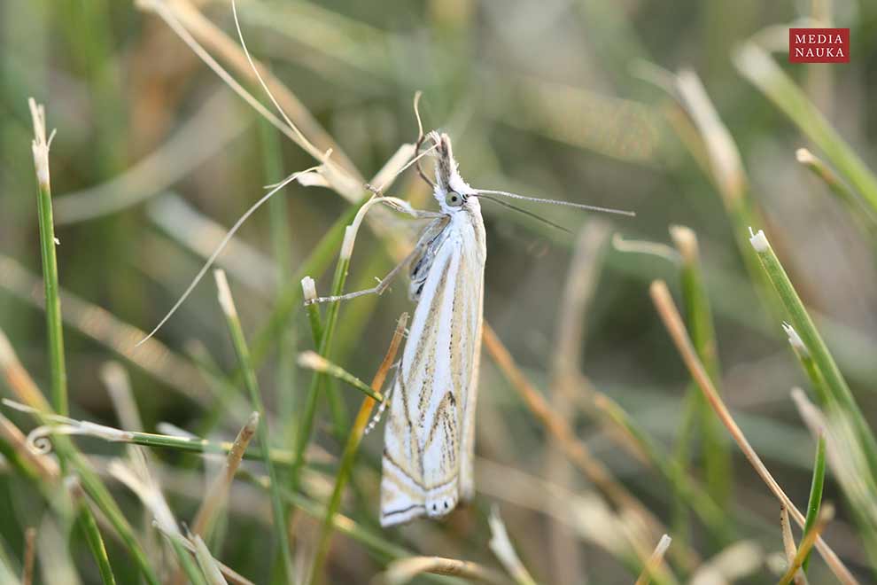 wachlarzyk gajowy (Crambus lathoniellus)