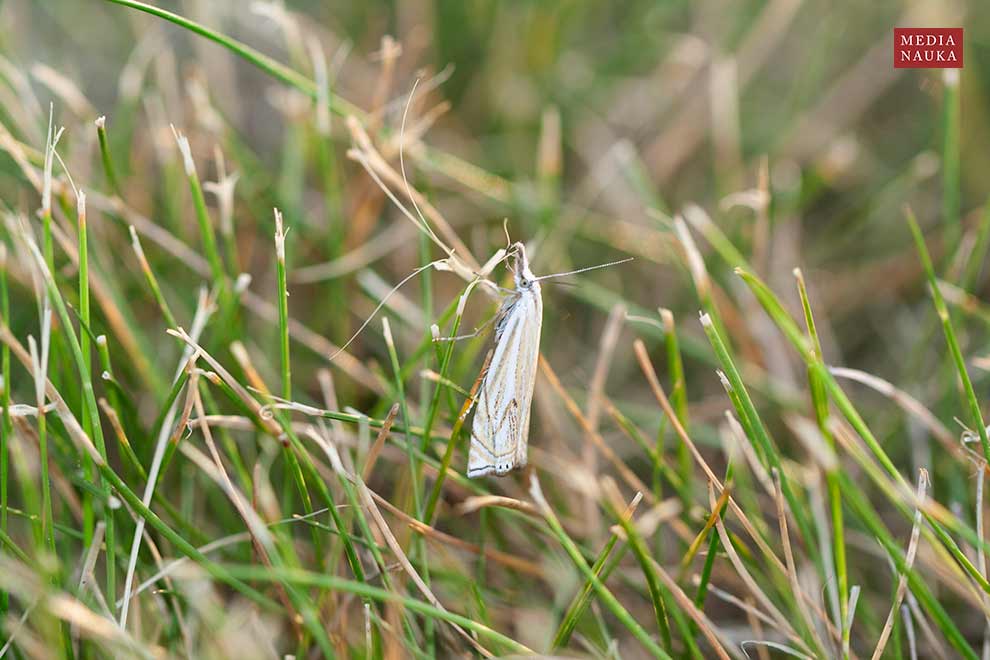 wachlarzyk gajowy (Crambus lathoniellus)