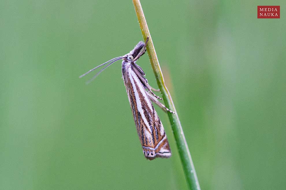 wachlarzyk gajowy (Crambus lathoniellus)