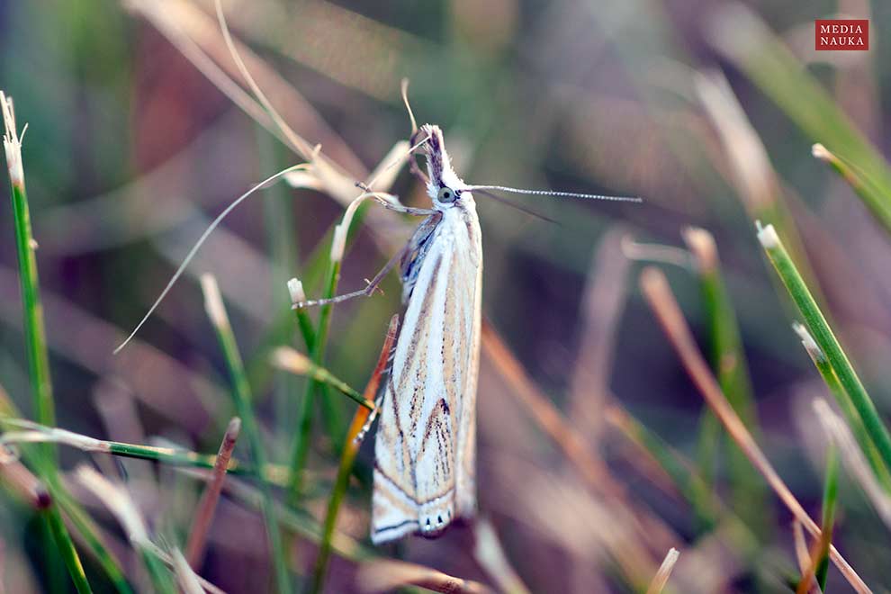 wachlarzyk gajowy (Crambus lathoniellus)