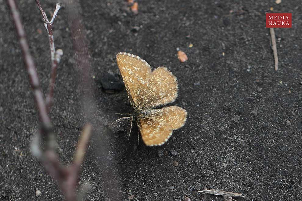 poproch pylinkowiak (Ematurga atomaria)