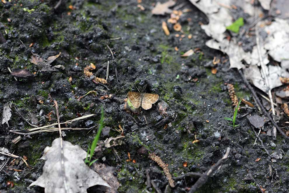 poproch pylinkowiak (Ematurga atomaria)