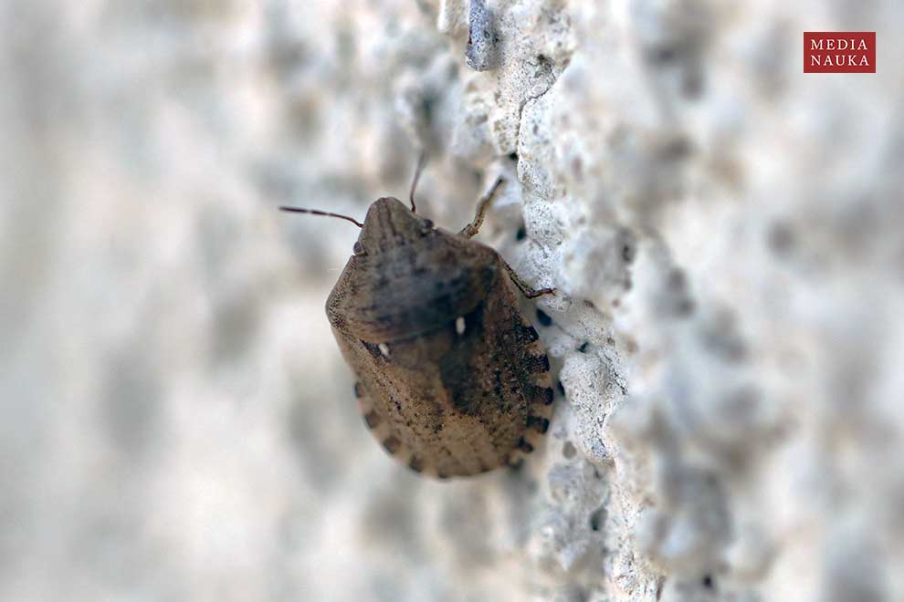 żółwinek zbożowy (Eurygaster maura)