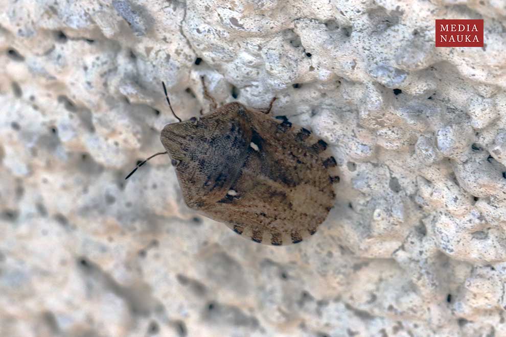 żółwinek zbożowy (Eurygaster maura)