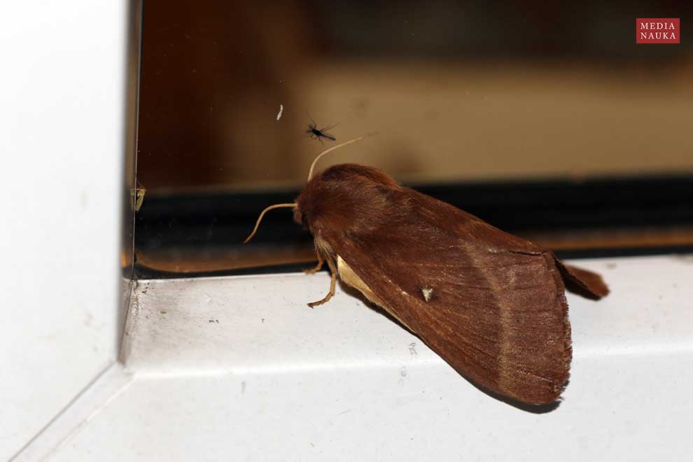 barczatka koniczynówka (Lasiocampa trifolii)