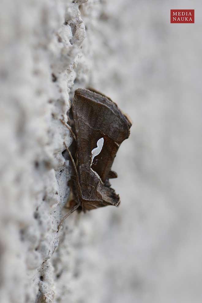 błyszczka kroplówka (Macdunnoughia confusa)