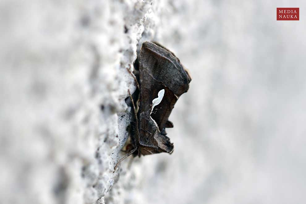 błyszczka kroplówka (Macdunnoughia confusa)
