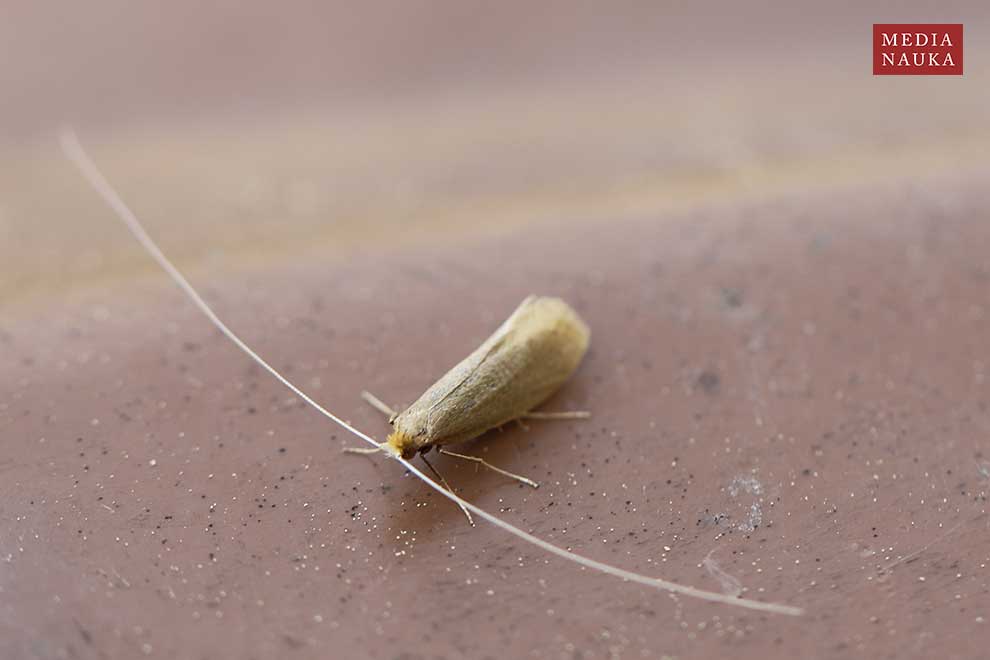 Nematopogon swammerdamella
