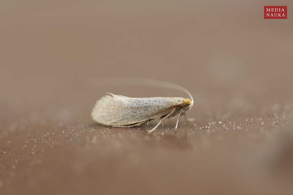 Nematopogon swammerdamella