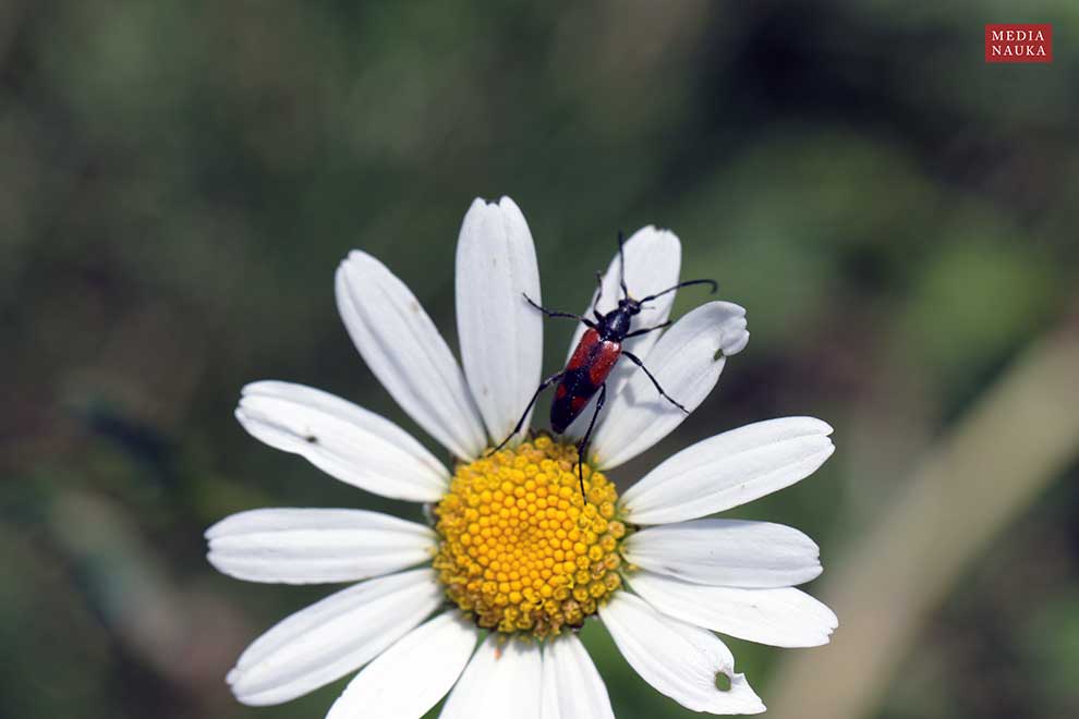 strangalia przepasana (Stenurella bifasciata)