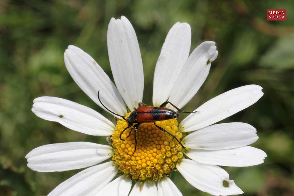 strangalia przepasana (Stenurella bifasciata)