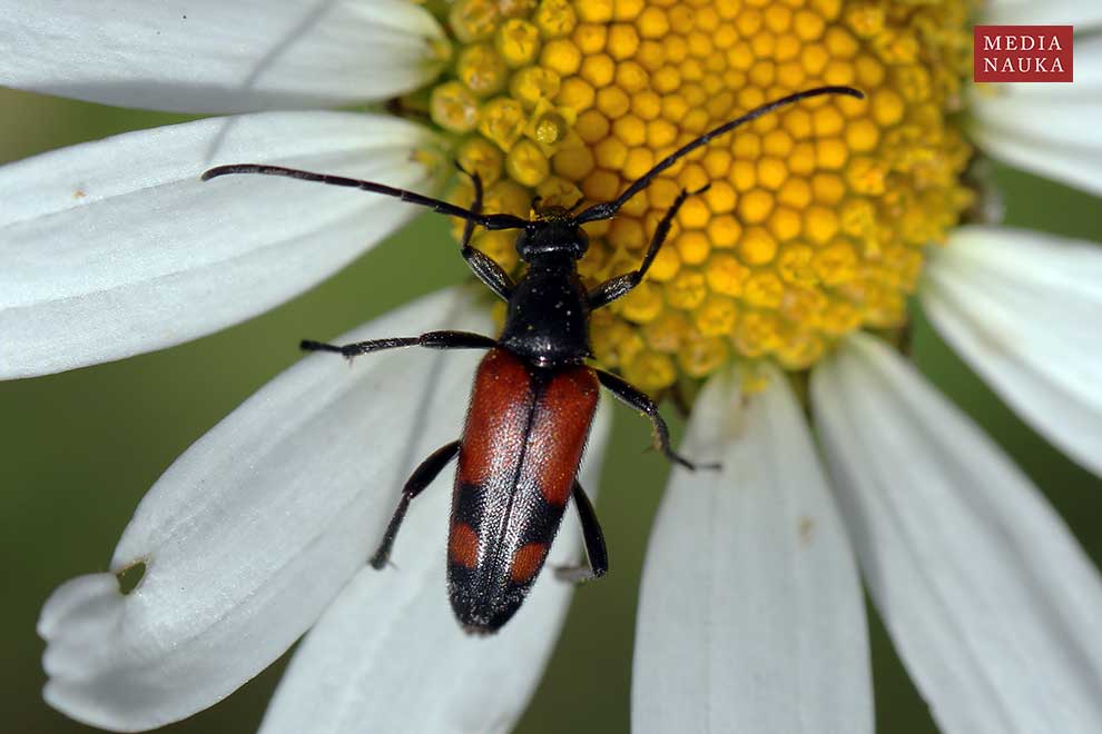 strangalia przepasana (Stenurella bifasciata)