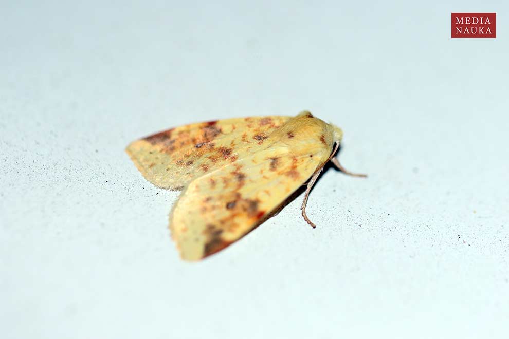 ozimica rdzawka (Xanthia icteritia)