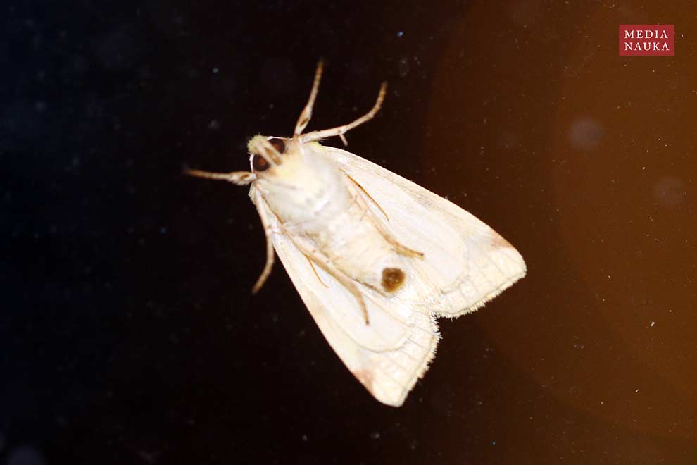 ozimica rdzawka (Xanthia icteritia)