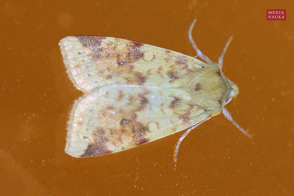 ozimica rdzawka (Xanthia icteritia)