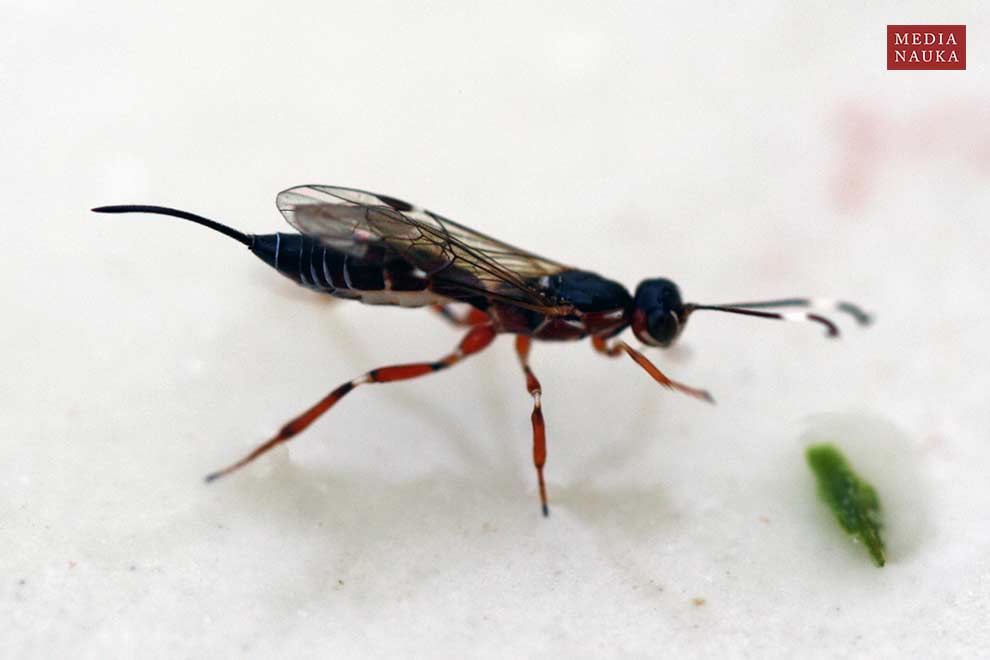 Xorides praecatorius