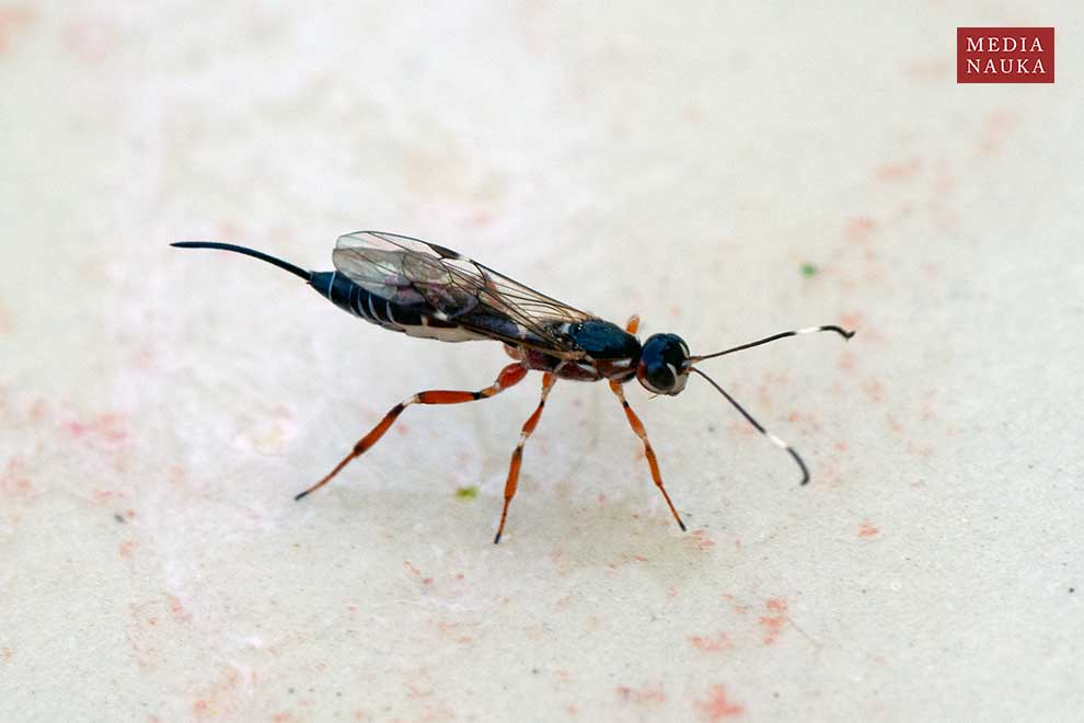 Xorides praecatorius