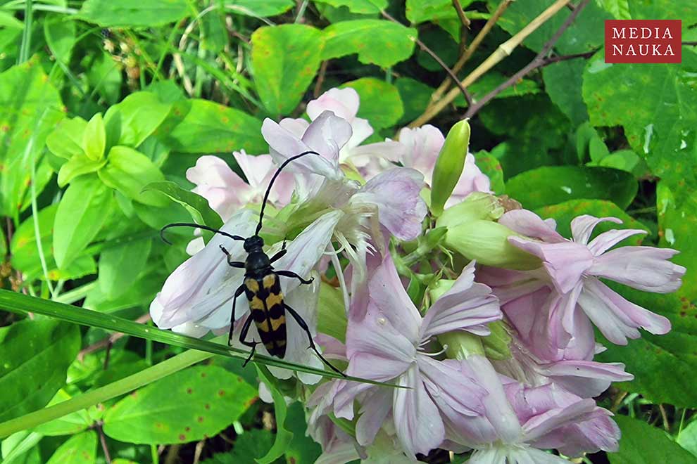 baldurek pręgowany (Leptura quadrifasciata)