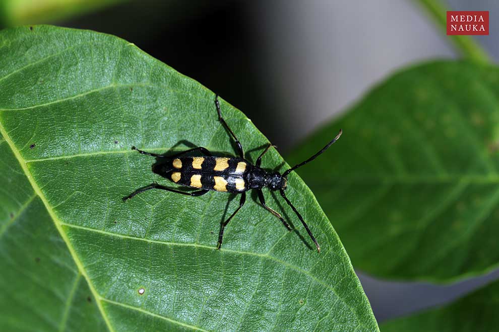 baldurek pręgowany (Leptura quadrifasciata)