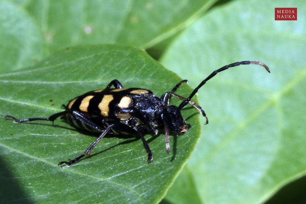 baldurek pręgowany (Leptura quadrifasciata)