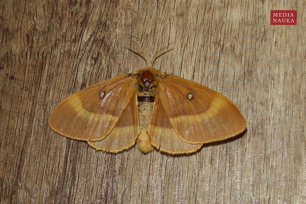 barczatka dębówka (Lasiocampa quercus)