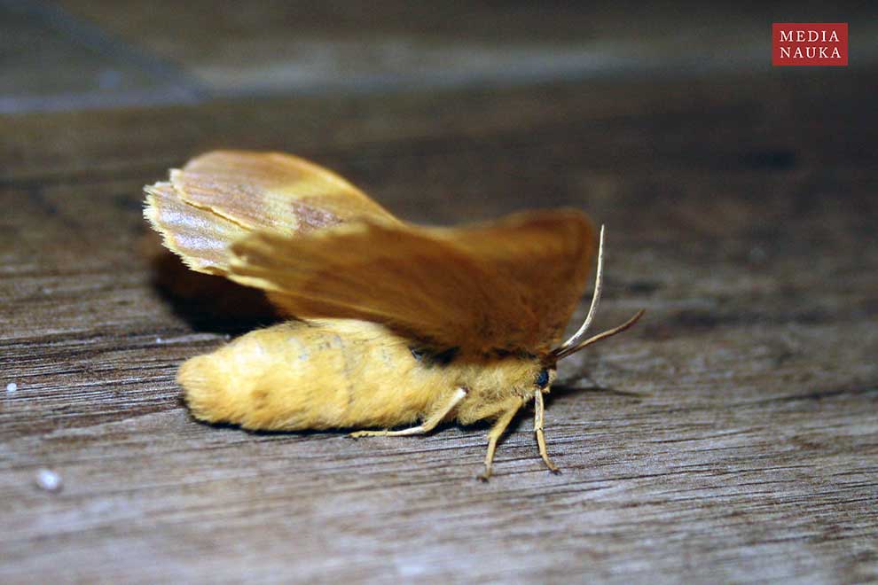 barczatka dębówka (Lasiocampa quercus)