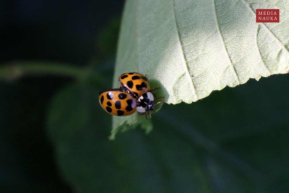 biedronka azjatycka (Harmonia axyridis)