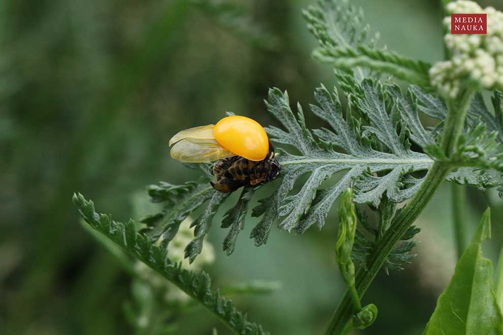 biedronka azjatycka (Harmonia axyridis)