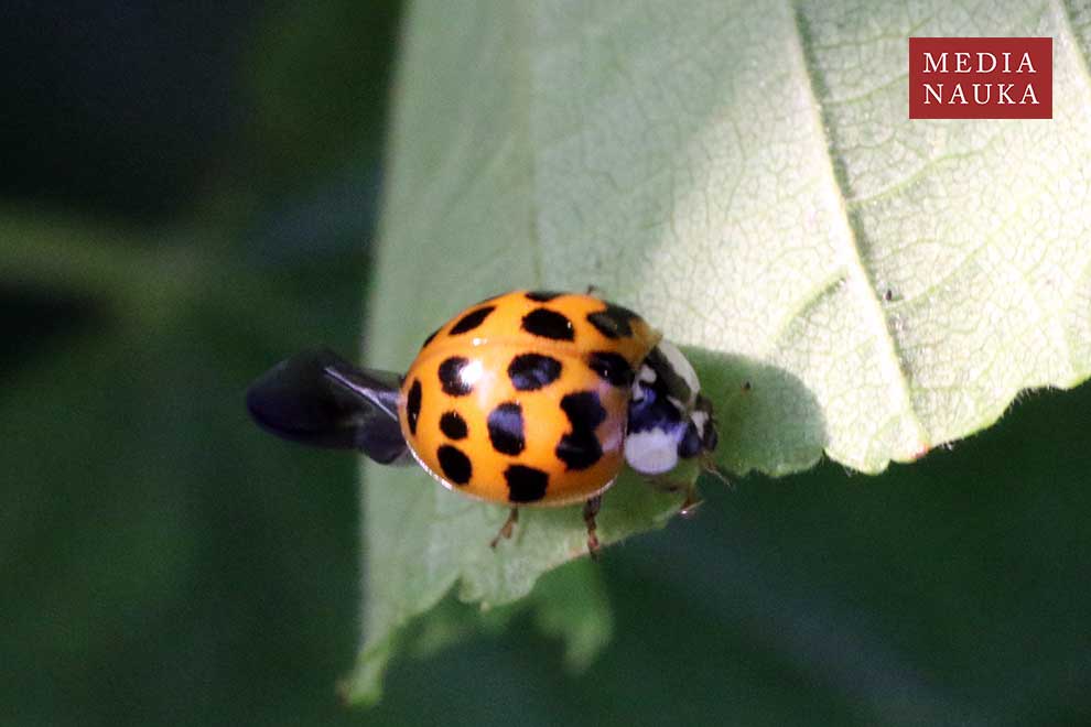 biedronka azjatycka (Harmonia axyridis)