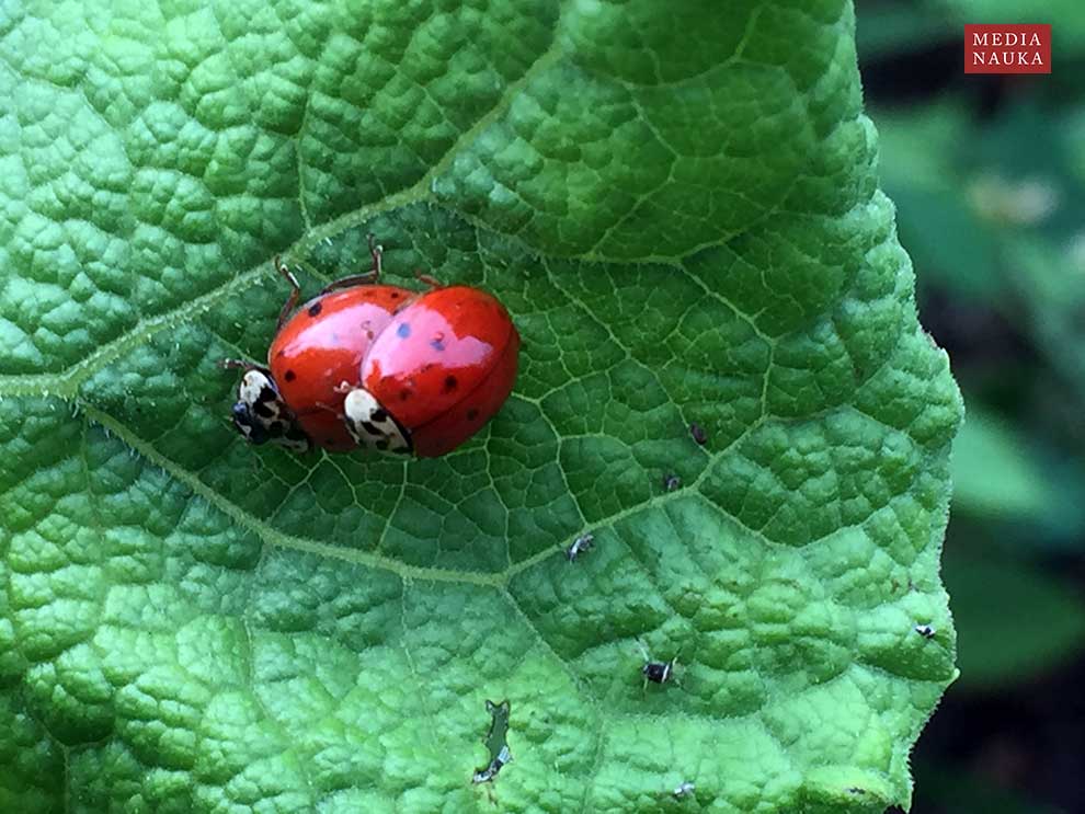 biedronka azjatycka (Harmonia axyridis)