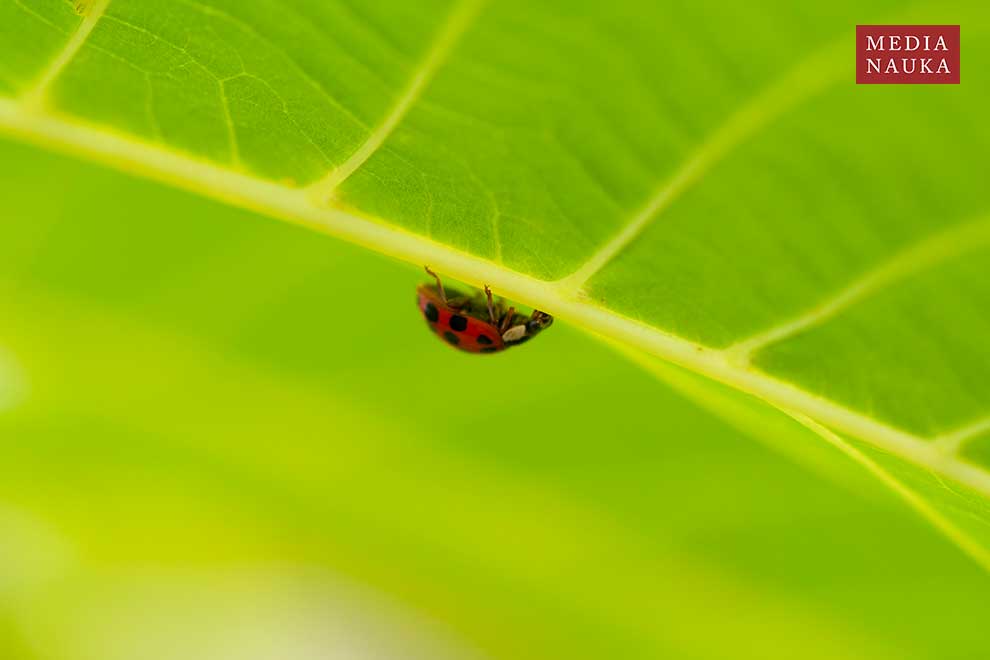 biedronka azjatycka (Harmonia axyridis)