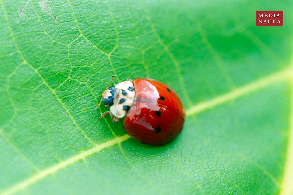 biedronka azjatycka (Harmonia axyridis)